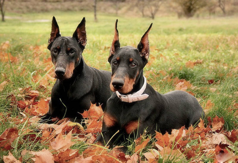 Собаки с острыми ушами