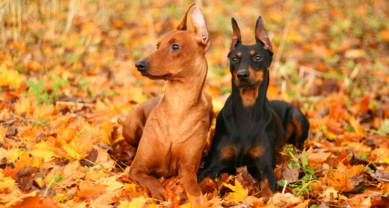 Еще две собаки с острыми ушами